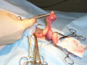 guinea pig uterine tumors
