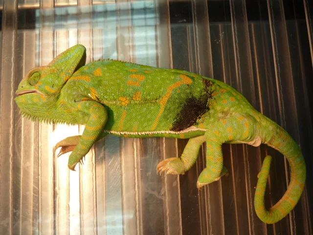 Case Study: Chameleon with Ovarian Follicles