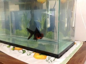 Black Moor goldfish in hospital tank