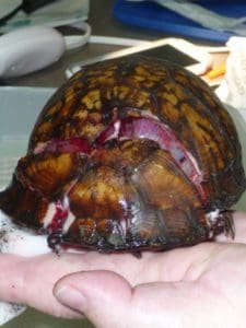 box turtle injury - top