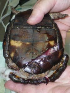 box turtle injury - bottom