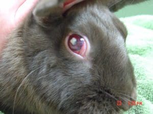 This rabbit has uveitis and pus in the eye due to E. cuniculi.