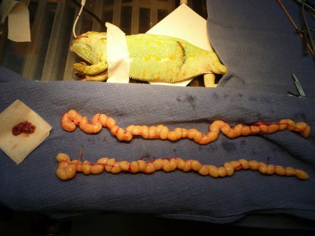 Chameleon spay and 71 eggs removed