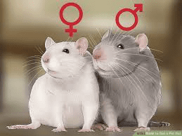 Male and Female Rats