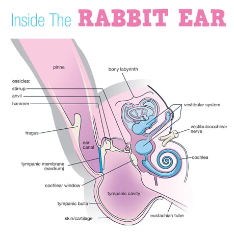 anatomy of the inner ear of a rabbit