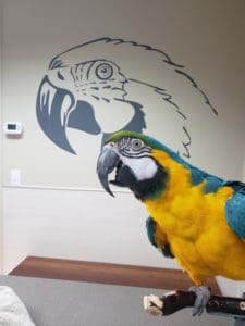 Happy macaw with healthy beak