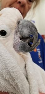 Cockatoo with beak malocclusion
