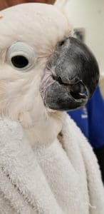 Cockatoo after corrective beak trim for malocclusion