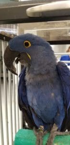 Macaw with excessive beak trim causing deformity