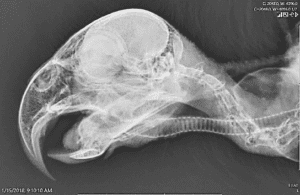 Beak radiograph side view