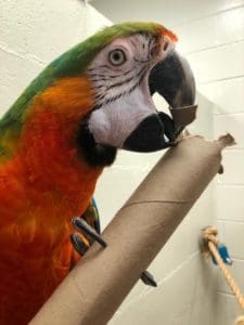 Happy macaw exercising beak