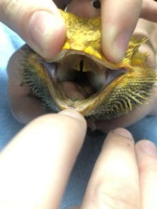 Healthy Bearded Dragon mouth