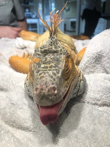 Iguana Tongue