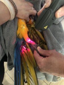 Bird getting laser therapy treatment
