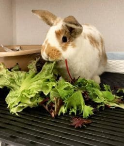 Rabbit eating greens