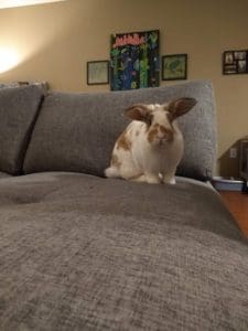 Rabbit recovered