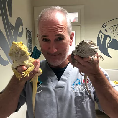 Bearded Dragon Husbandry and Preventative Healthcare - Stahl Exotic Animal  Veterinary Services