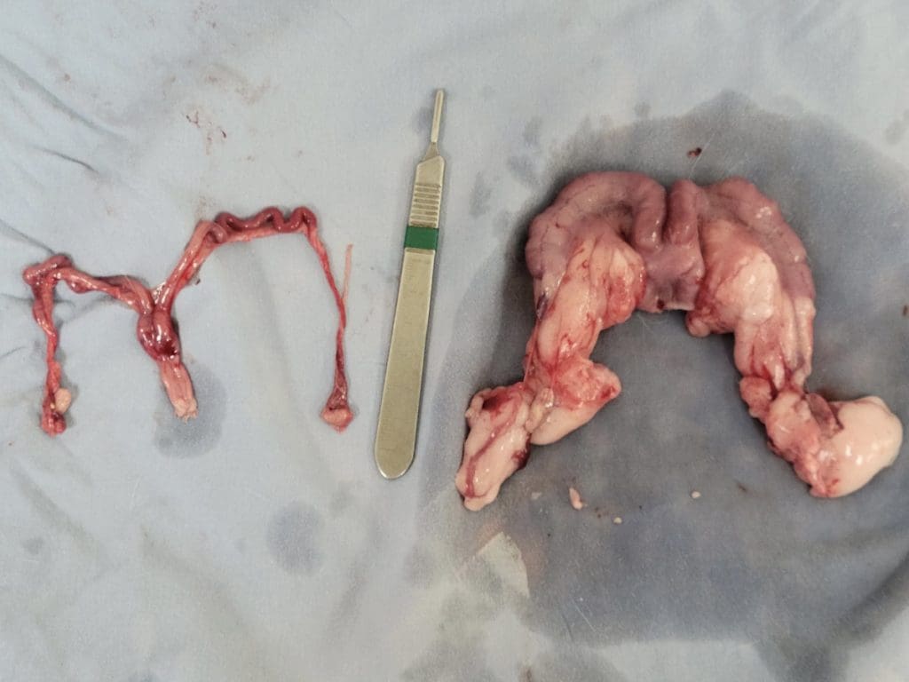 A healthy rabbit uterus and a diseased rabbit uterus