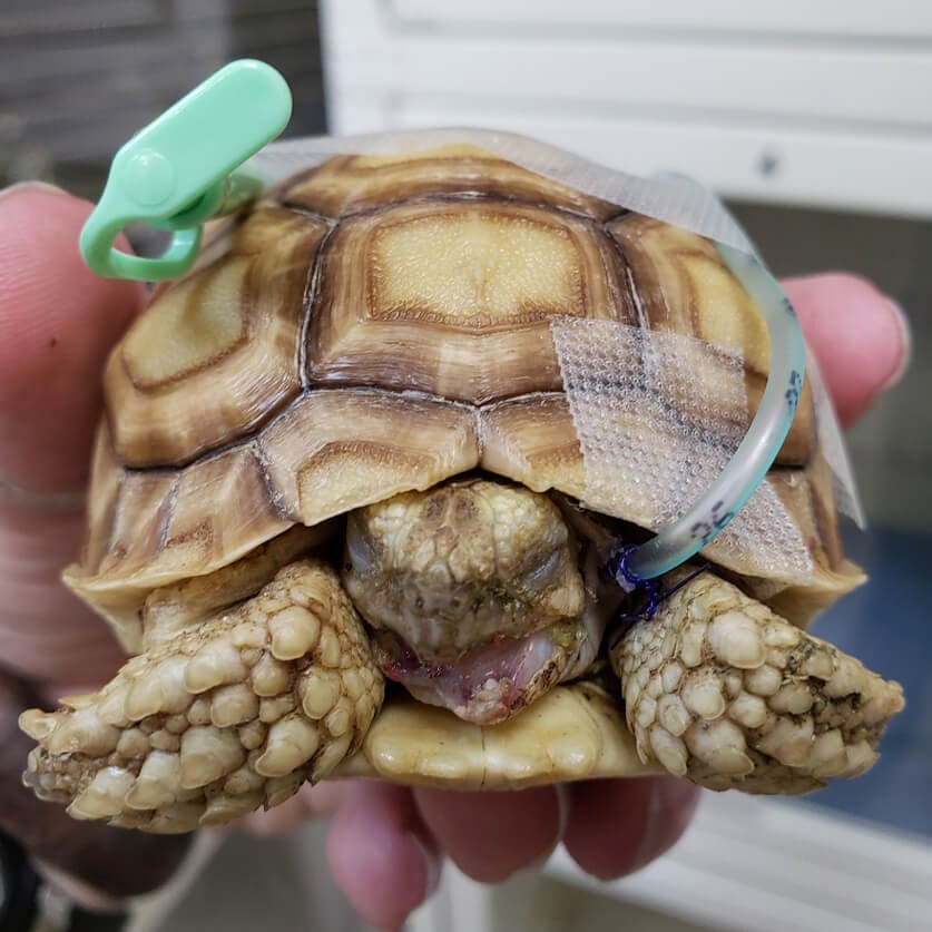 Small Turtle With Tubes