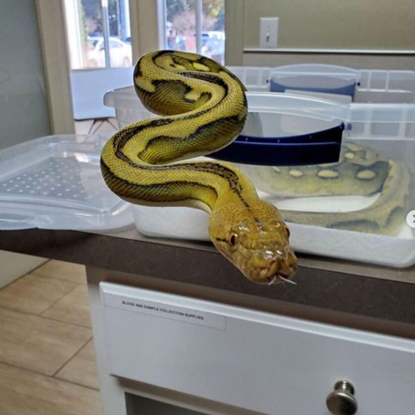 Snake On Counter