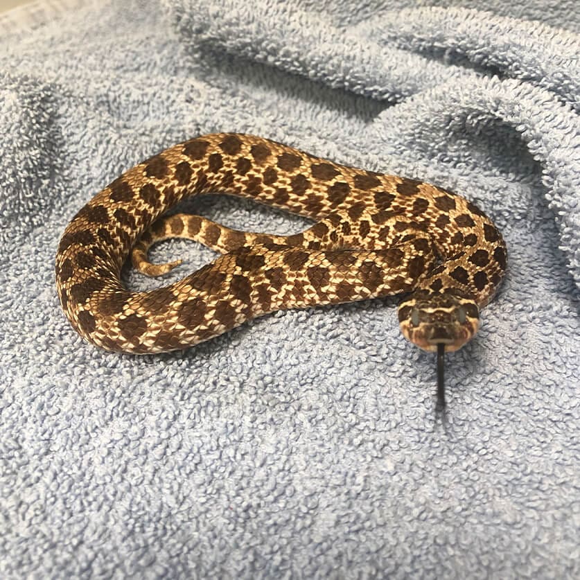 Snake On Towel