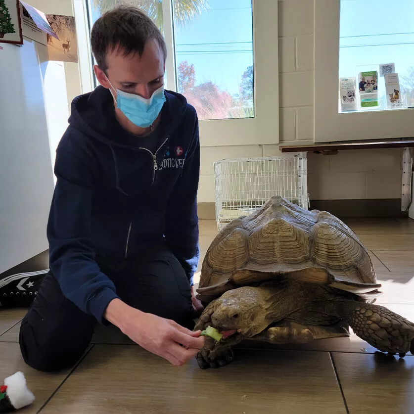Staff Feeding Tortoise
