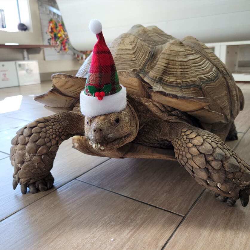 Tortoise With Christmas Hat