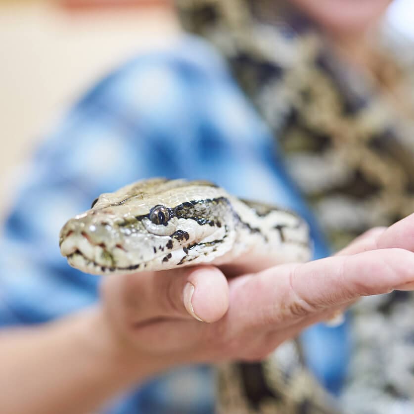 Woman Holding Python