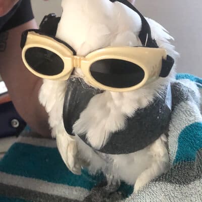 Cockatoo Laser Therapy