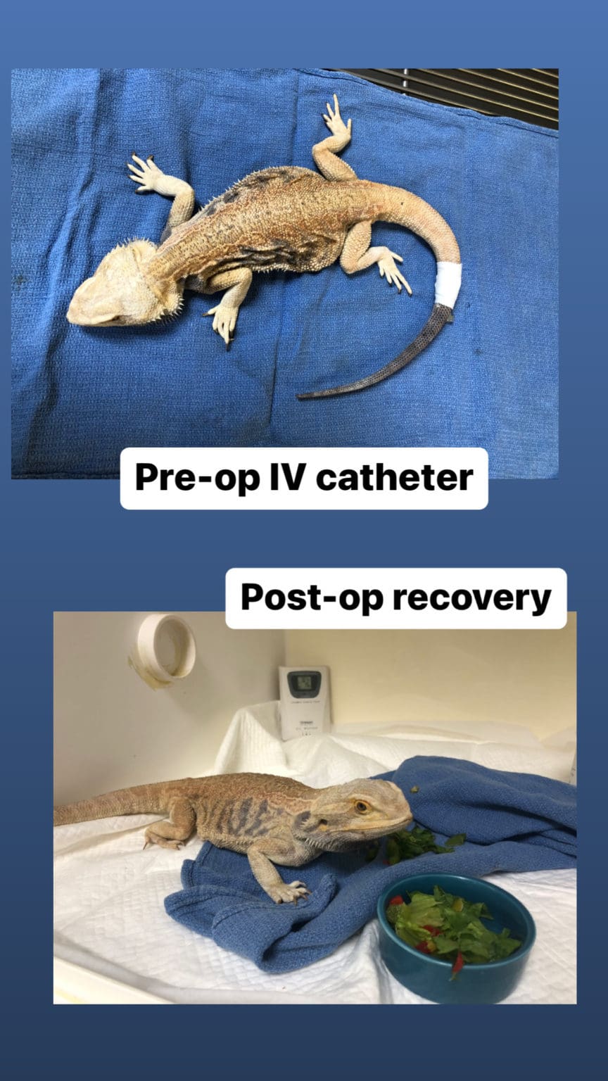 Case Study Bloated Belly Bearded Dragon Exotic Vet Care