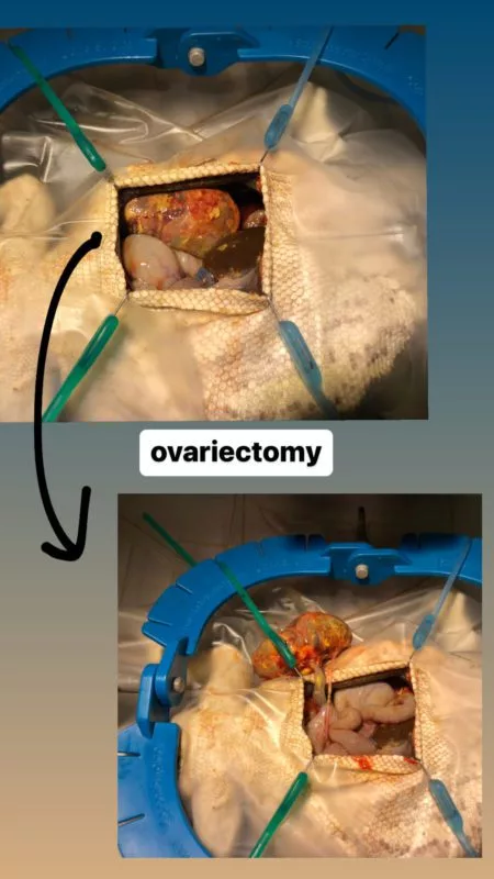Beardie Ovariectomy