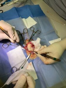 Intraoperative photo of bladder stone removal in an iguana