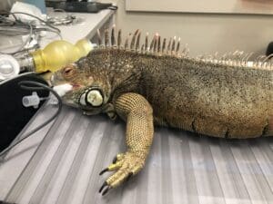 Iguana is getting prepped for surgery