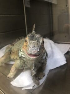 Feisty iguana post-surgery