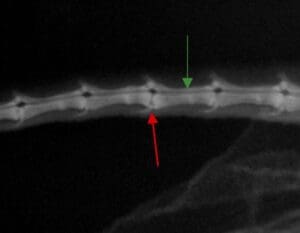 Radiograph of iguana tail showing intravertebral space.