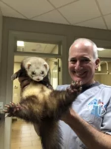 Male ferret with testicles