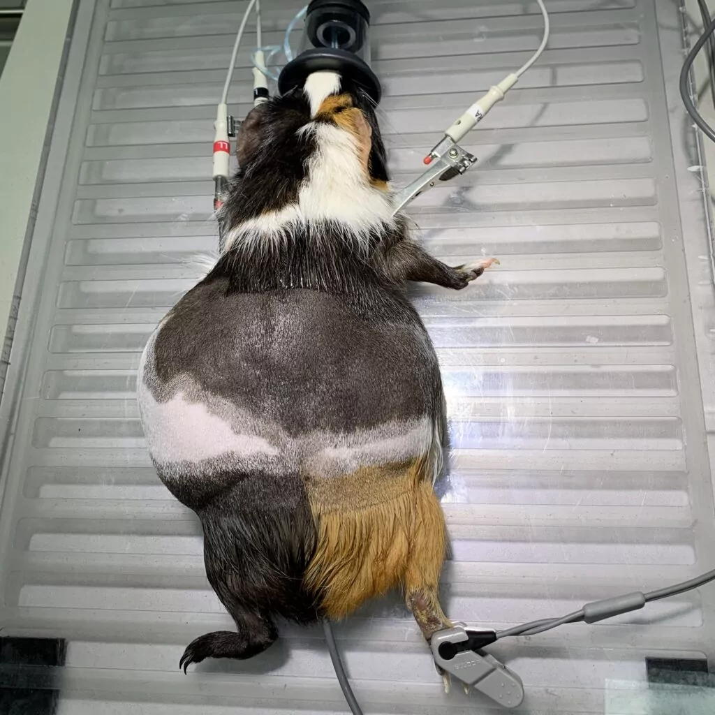 Guinea Pig prepped for spay