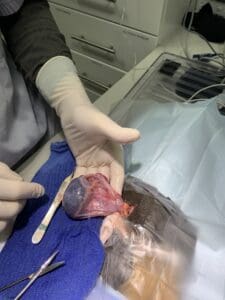 Guinea pig's ovary, oviduct, and uterine horn being surgically removed