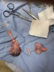 Guinea pig's ovaries and portions of both uterine horns after surgery