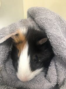 Guinea pig recovering in cozy incubator