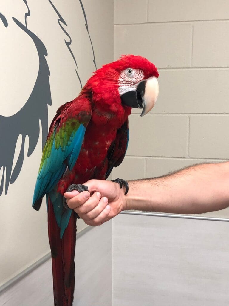 Macaw feels much better after a stuck egg is removed