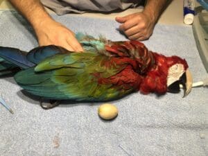 Macaw under anesthesia next to the egg we removed.