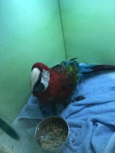 Happy macaw in recovery after having an egg removed.