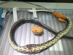 Snake recovering from foreign body removal surgery