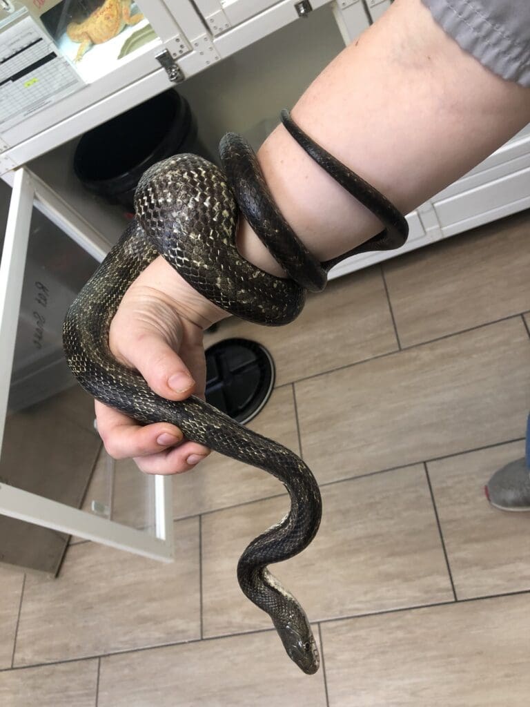 Rat snake with a large foreign object stuck in its body