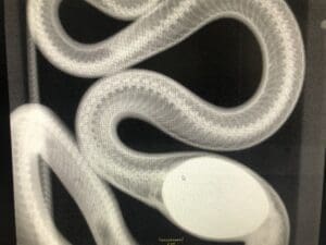 Xray of snake showing large egg-shaped object inside