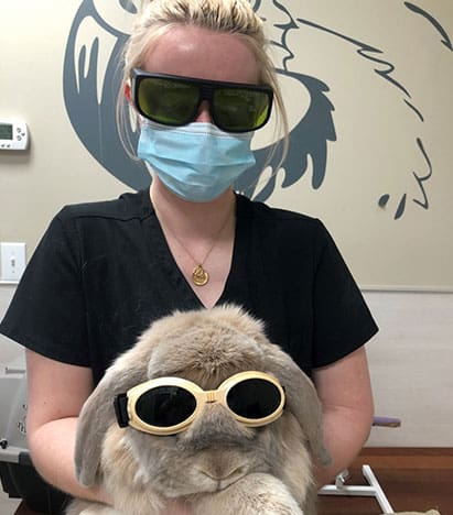 Laser Therapy Rabbit