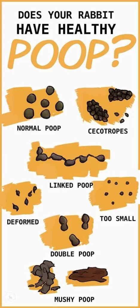 Rabbit Poop Diagram