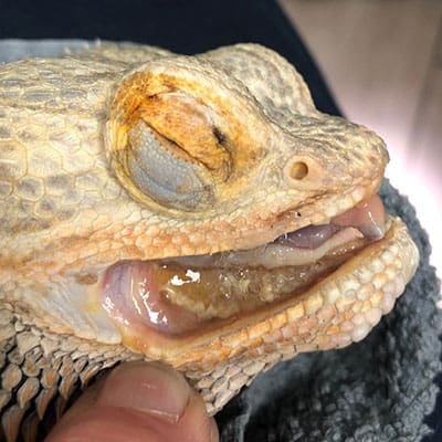 Reptile Teeth