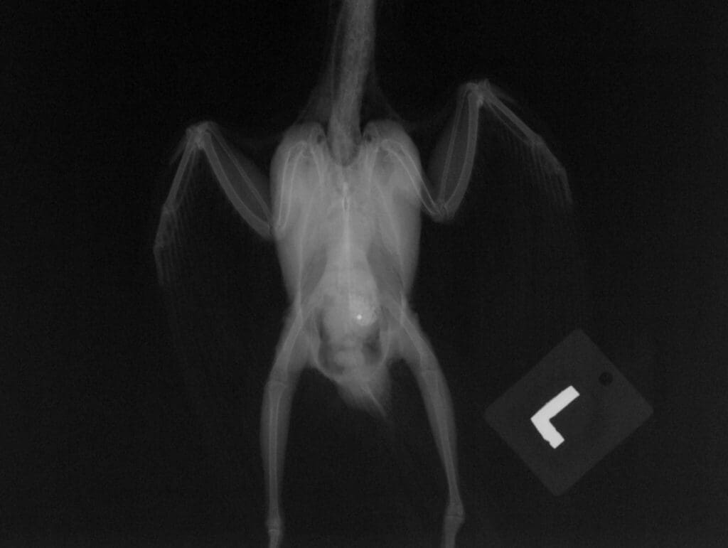 X-ray showing metallic foreign body in bird stomach